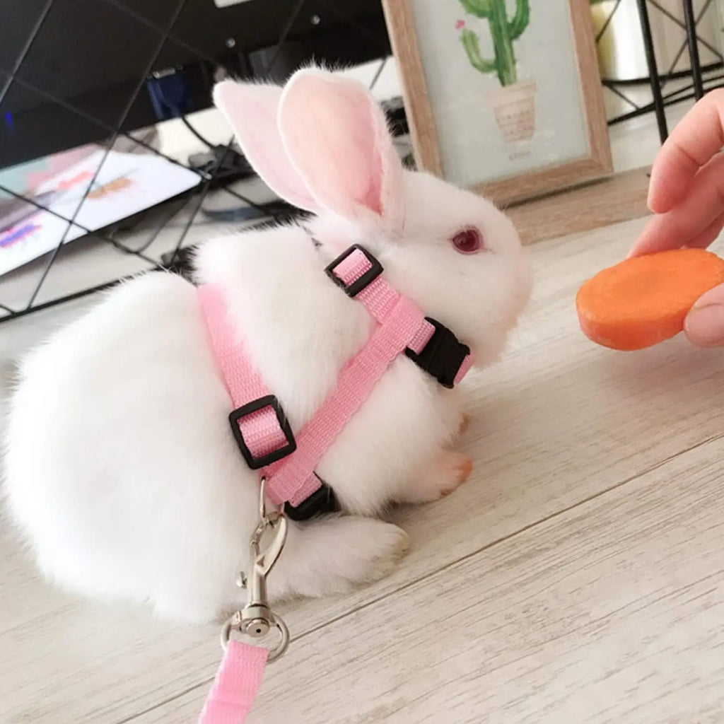 Ensemble harnais et laisse pour chaton – Harnais réglable en nylon anti-évasion pour chats, chiots et lapins – Accessoires pour animaux