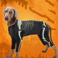 Costume d'Halloween pour chien – Tenue de transformation en squelette – Vêtement confortable et stylé pour grands chiens – Accessoires pour animaux
