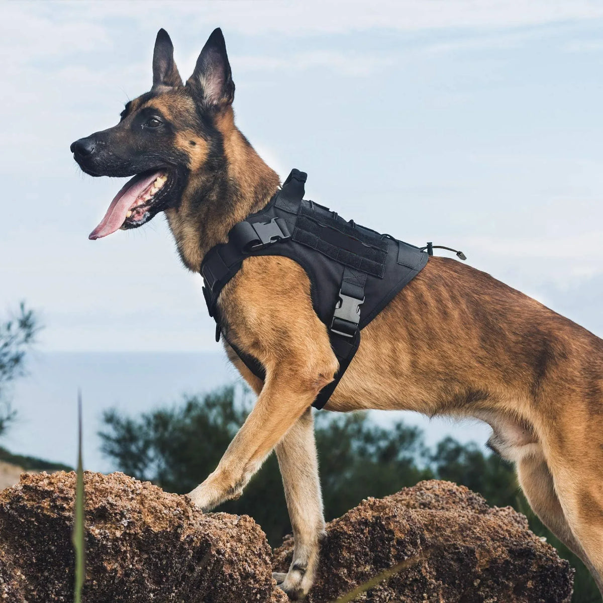 Harnais pour chien, harnais tactique avec poignée, gilet anti-traction pour chien d'assistance avec panneaux auto-agrippants, harnais réglable pour chien .